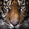 mikemitchell448